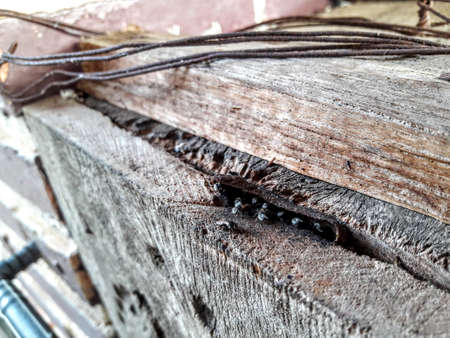 Trigona laeviceps are flying in and out of the nest.の写真素材