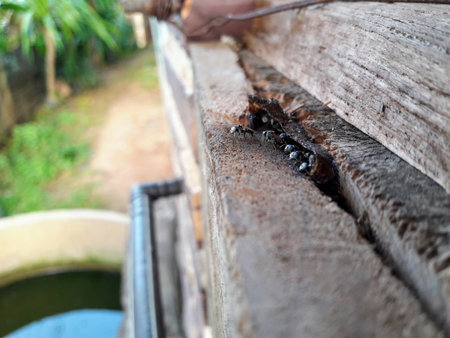 Trigona laeviceps are flying in and out of the nest.の写真素材