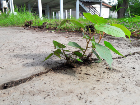 The tree sprouting straight cracks of cement floor.