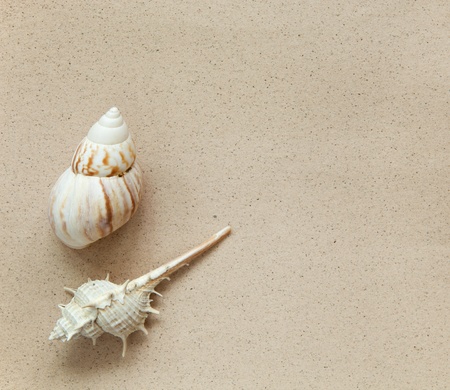 sea shells with sand background の写真素材