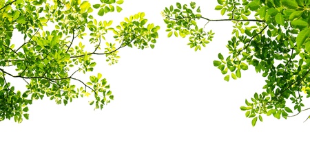 Green leaves on white backgroundの写真素材