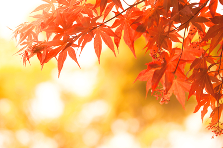Colorful Autumn Leaves Backgroundの写真素材