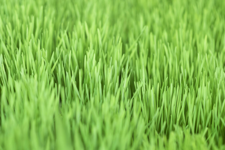 Green grass backgroundの写真素材