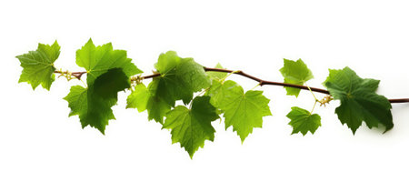 Green Grape leaves Isolated on white background.の素材
