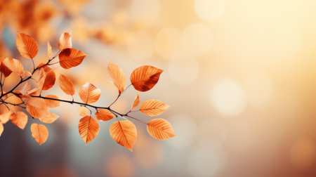 Autumn leaves on blurred background with bokeh effectの素材