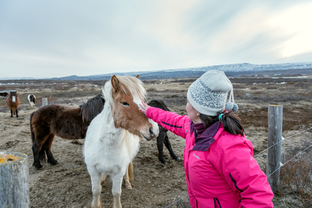 Asian travlers enjoy playing with horses in the farm in Iceland on March 30, 2017. Akureyri, Iceland.のeditorial素材