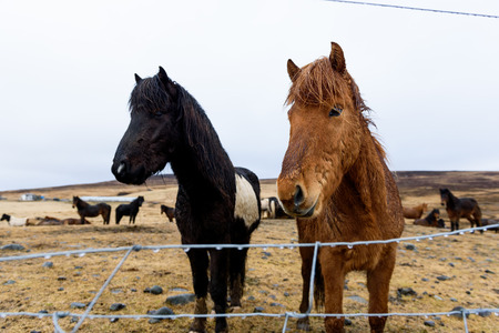 Cute Icelandic horse in the farm in Icelandの写真素材