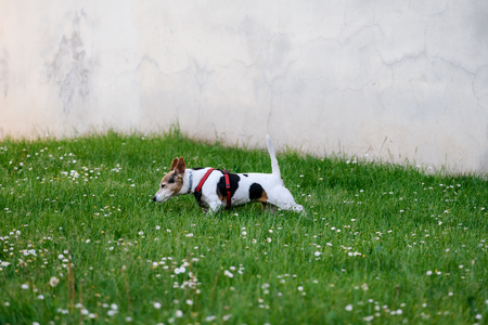 Cute dog walking in a field with spring flowerの写真素材