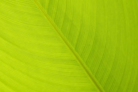 green leaf background