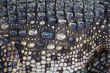 crocodile skin textureの写真素材