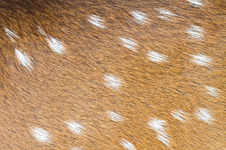 deer skin texture backgroundの写真素材