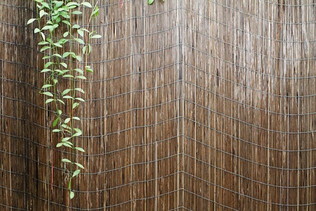 vintage bamboo backgroundの写真素材