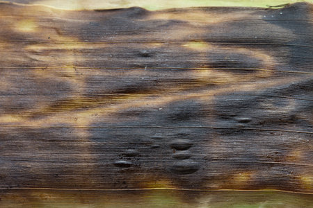 vintage leaf background with burn markの写真素材