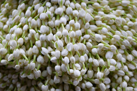 jasmineの写真素材