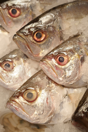 fish, preserved with iceの写真素材