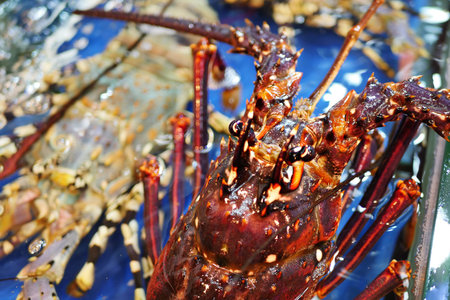 fresh red lobster, seafood cooking ingredient close up shot