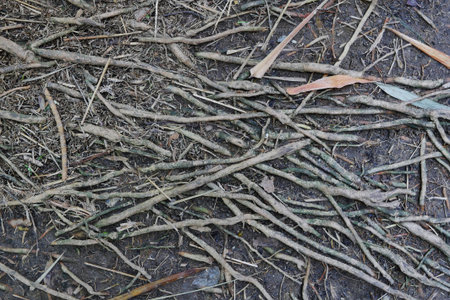 root of tree plant backgroundの写真素材