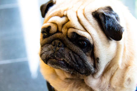 Pug Dogの写真素材