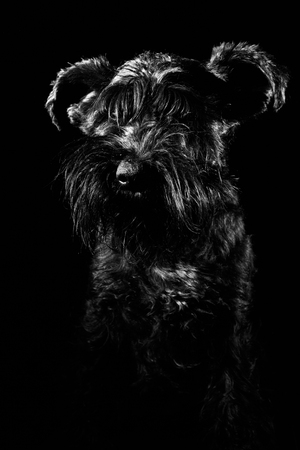 Dog portrait on black background, isolated on black backgroundの写真素材