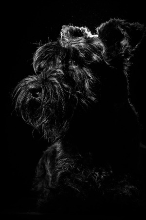 Dog portrait on black background, isolated on black backgroundの写真素材