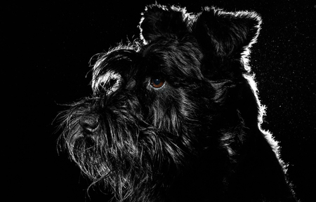 Dog portrait on black background, isolated on black backgroundの写真素材