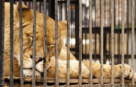 The sleeping lioness behind bars in a zoo cageの写真素材