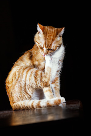 ginger cat washes on a black background, striped red  tomcatの写真素材