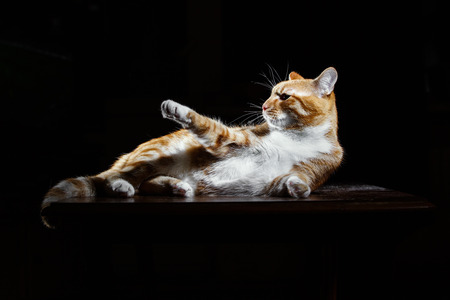 Long-Haired Orange ginger Cat Lying Down on black background,  Isolated, imperious gestureの写真素材