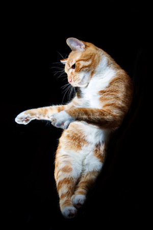 Funny ginger tabby cat dancing on black backgroundの写真素材