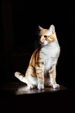Portrait of a little Ginger tabby kitten, cat on black backgroundの写真素材