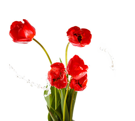 Tulip. Beautiful bouquet of tulips in water isolated on white background. Colorful red spring tulips. With liquit splashes.の写真素材