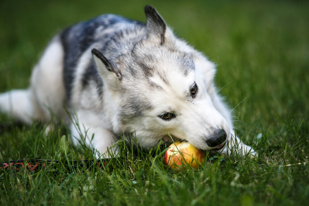 Siberian Husky puppy eats apple on green grassの写真素材