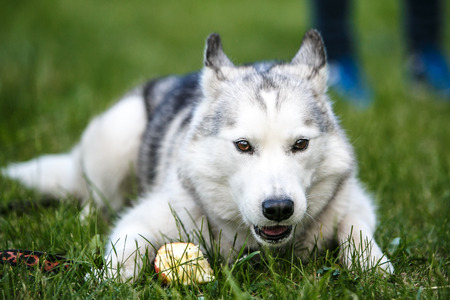 Siberian Husky puppy eats apple on green grassの写真素材