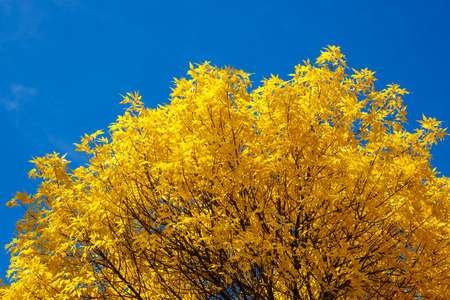 Krone of Autumn tree with yellow leaves against the blue skyの写真素材