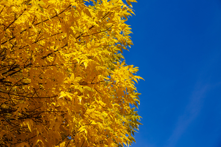 Autumn tree with yellow leaves against the blue skyの写真素材