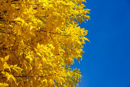 Autumn tree with yellow leaves against the blue skyの写真素材