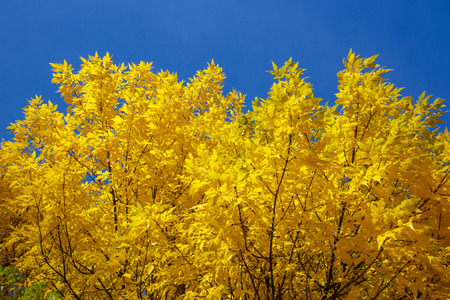 Autumn tree with yellow leaves against the blue skyの写真素材