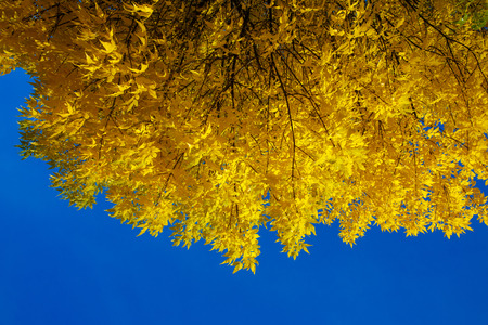 Autumn tree with yellow leaves against the blue skyの写真素材