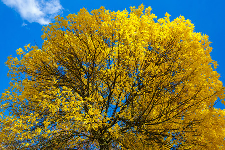 Krone of Autumn tree with yellow leaves against the blue skyの写真素材