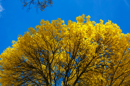 Krone of Autumn tree with yellow leaves against the blue skyの写真素材