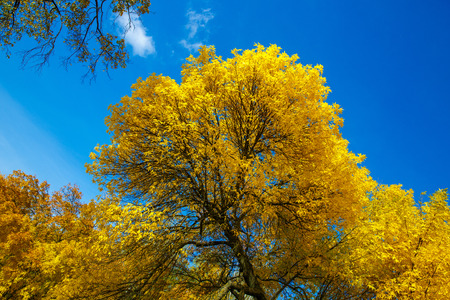 Krone of Autumn tree with yellow leaves against the blue skyの写真素材