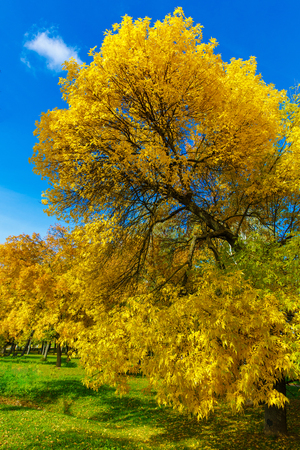 Autumn tree with yellow leaves in park against the blue skyの写真素材