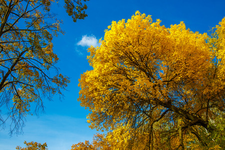 Krone of Autumn tree with yellow leaves against the blue skyの写真素材