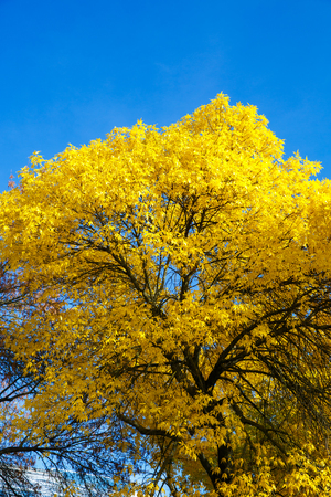 Krone of Autumn tree with yellow leaves against the blue skyの写真素材
