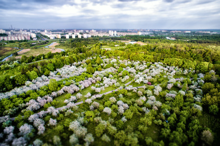 Top view from the drone to the apple orchard, garden, parkの写真素材
