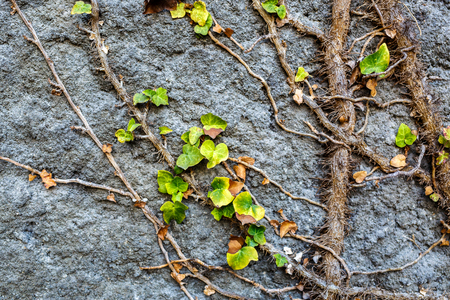 Old stone wall covered vegetation. roots and leaves of ivy, Photo Background.の写真素材