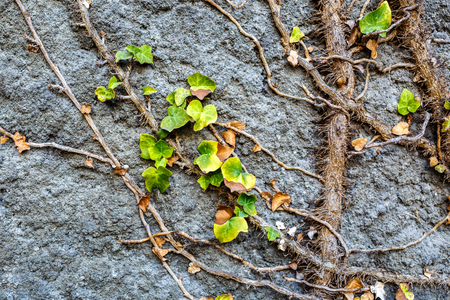 Old stone wall covered vegetation. roots and leaves of ivy, Photo Background.