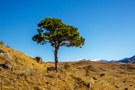 Lonely pine, cedar tree growing on mountain wall on blue sky background. Georgiaの写真素材