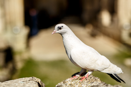 White dove on stone at outdoors, summer timeの写真素材