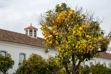 mandarin tree in the street, medieval house on the background, Portugalの写真素材